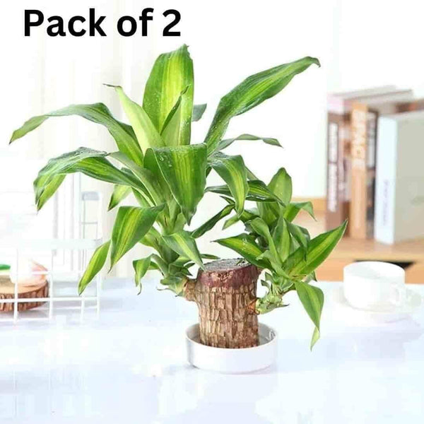 🌱 Brazilian Lucky Wood – Mini Home Plant Decorations (Pack of 2)